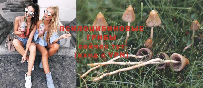 Галлюциногенные грибы Psilocybe  где продают наркотики  Балабаново 